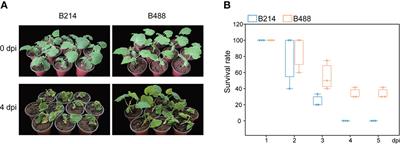 A transcriptome analysis of Benincasa hispida revealed the pathways and genes involved in response to Phytophthora melonis infection